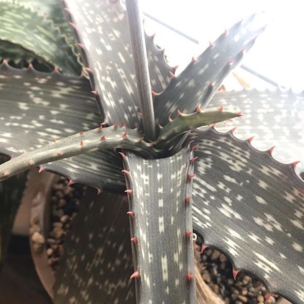 Aloe branddraaiensis (Алоэ брандрааийское)