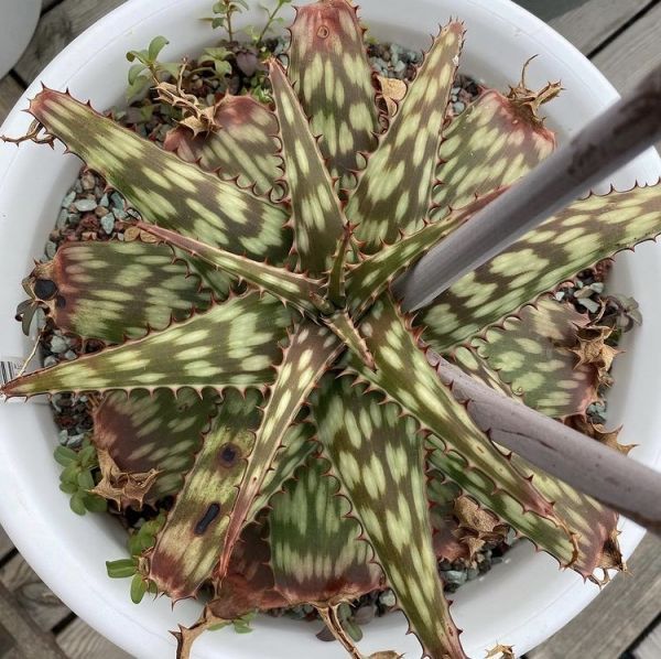 Aloe burgersfortensis (Алоэ бургерсфортенсис)