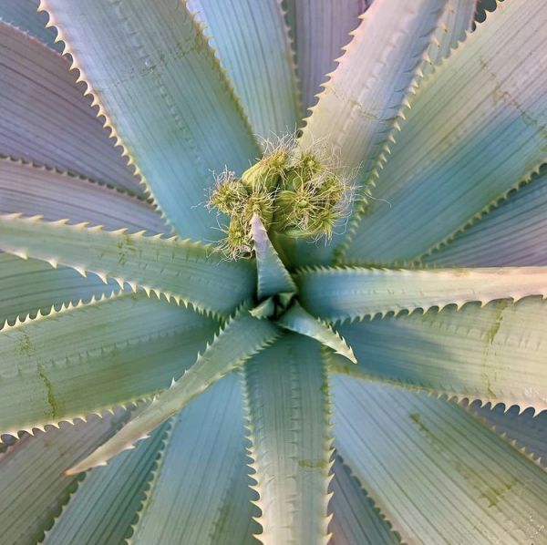 Aloe hereroensis (Алоэ Герероенсис)