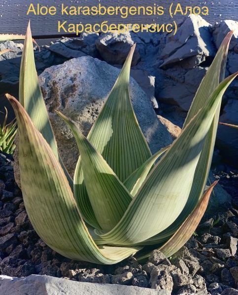 Aloe karasbergensis (Алоэ Карасбергензис)