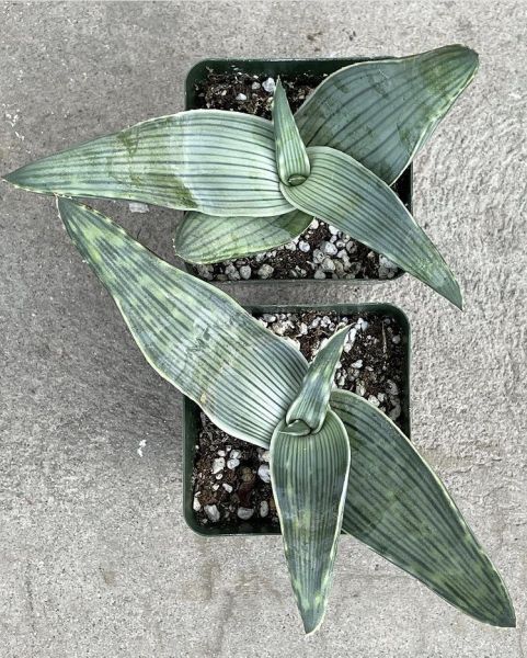 Aloe karasbergensis (Алоэ Карасбергензис)