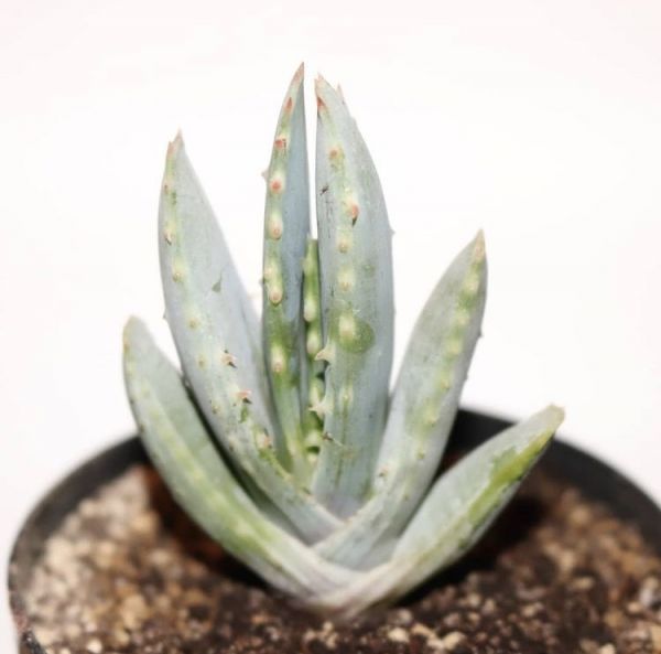 Aloe longistyla (Алоэ длинностолбиковое)