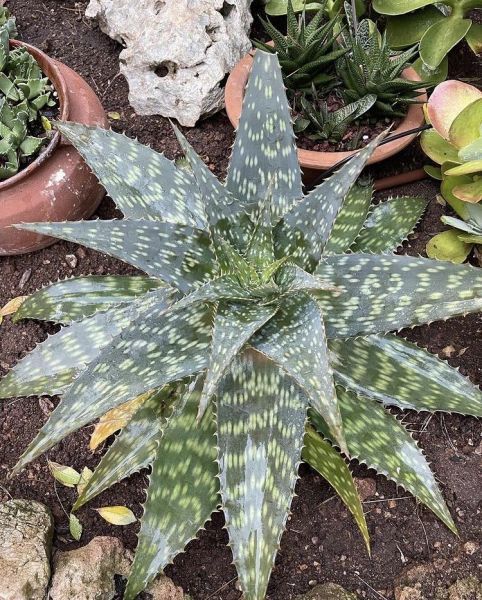 Aloe maculata (Алоэ Макулата, Алоэ настоящее, Алоэ Вера)