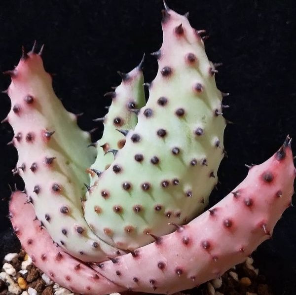 Aloe marlothii (Алоэ Марлота, Алоэ Марлоти)