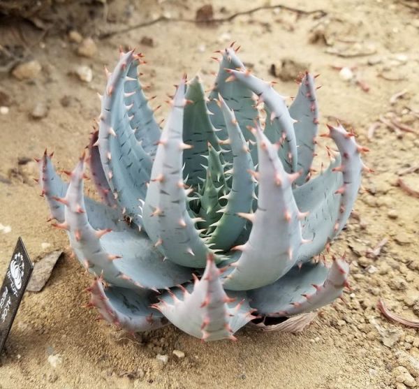 Aloe peglerae (Алоэ Пеглера)