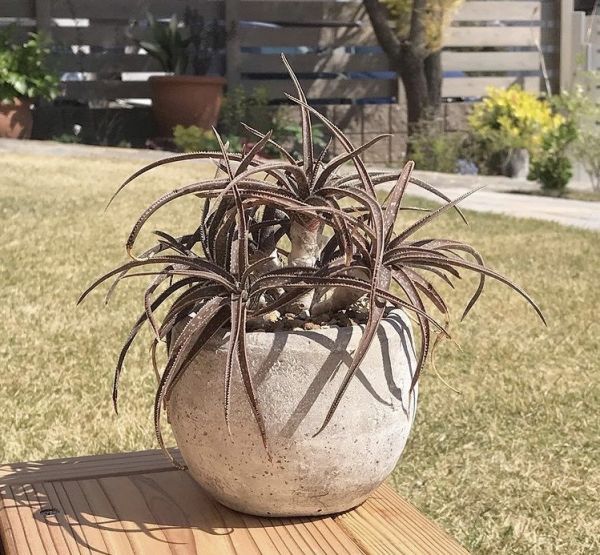 Aloe perrieri (Алоэ Пиррири)