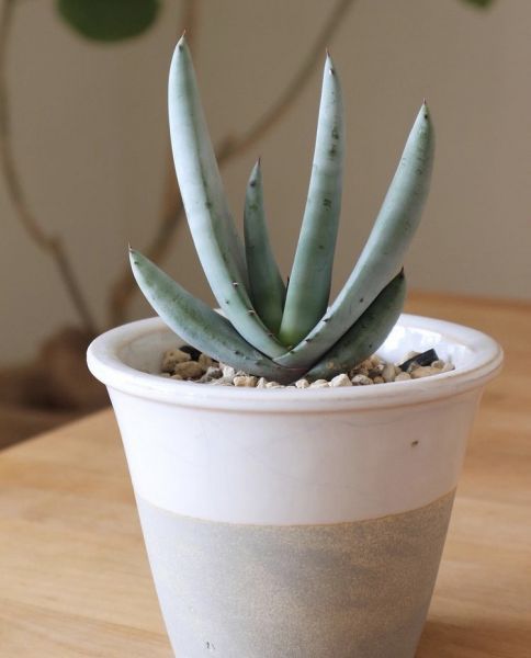 Aloe petricola (Алоэ скальное, Алоэ каменное, Алоэ Петрикола)