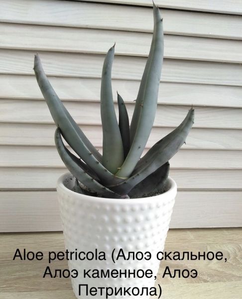 Aloe petricola (Алоэ скальное, Алоэ каменное, Алоэ Петрикола)