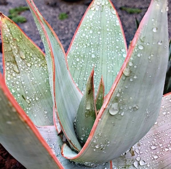 Aloe striata (Алоэ Стриата, Алоэ полосатое, Коралловое Алоэ)