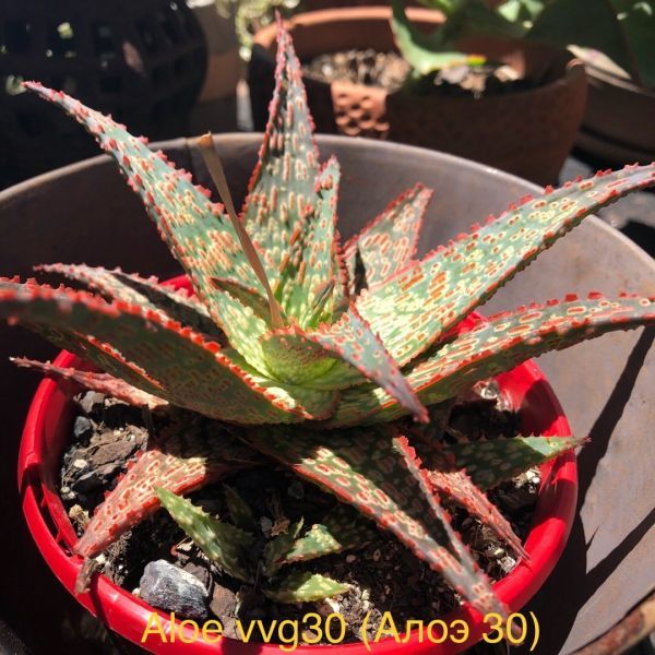 Aloe vvg30 (Алоэ 30)