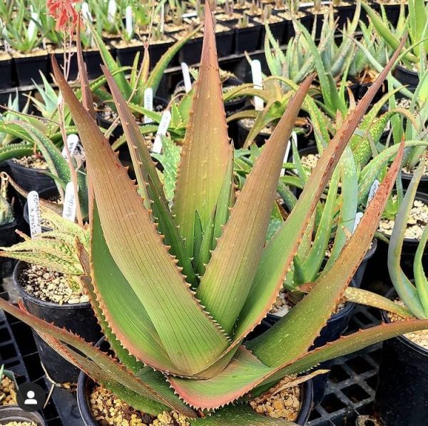 Aloe ukambensis (Алоэ Укамбенсис)