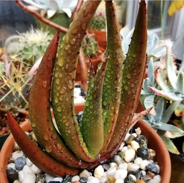 Aloe wickensii (Алоэ Уикенза)