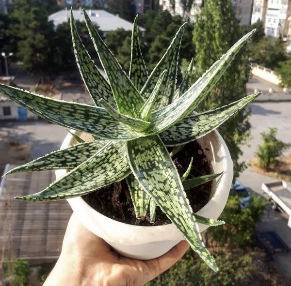 Aloe rauhii (Алоэ Рауха)