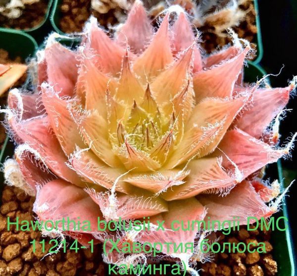 Haworthia bolusii x cumingii DMC 11214-1 (Хавортия болюса каминга)