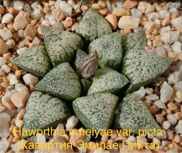 Haworthia emelyae var. picta (Хавортия Эмилае Пикта)