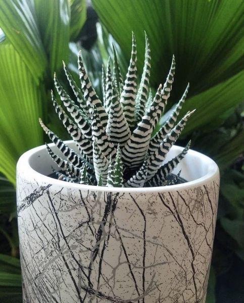 Haworthia zebrina ( Хавортия Зебрина)