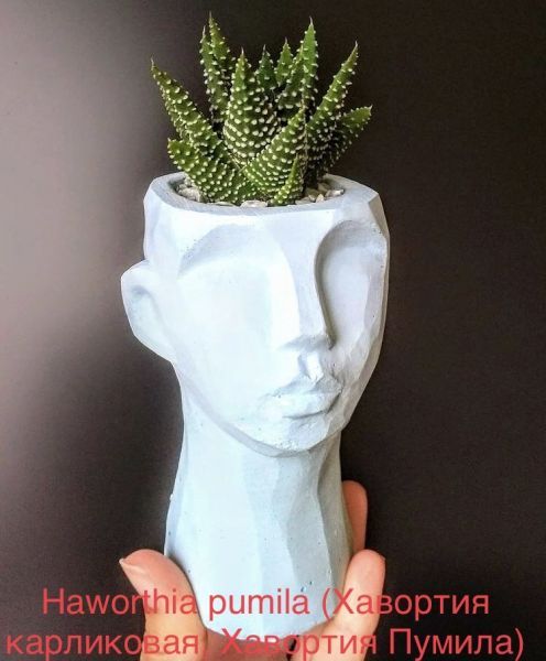 Haworthia pumila (Хавортия карликовая, Хавортия Пумила)