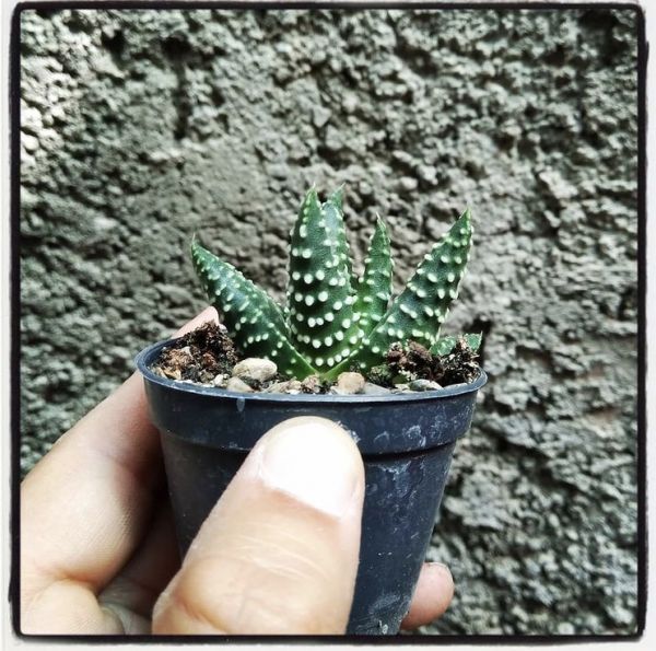 Haworthia pumila (Хавортия карликовая, Хавортия Пумила)