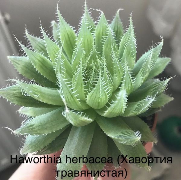 Haworthia herbacea (Хавортия травянистая)