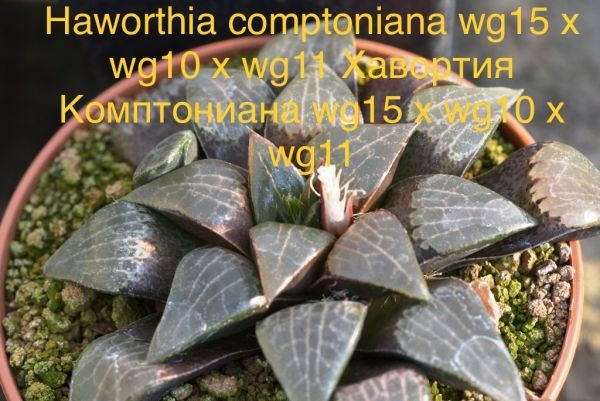 Haworthia comptoniana wg15 x wg10 x wg11 (Хавортия Комптониана wg15 x wg10 x wg11)