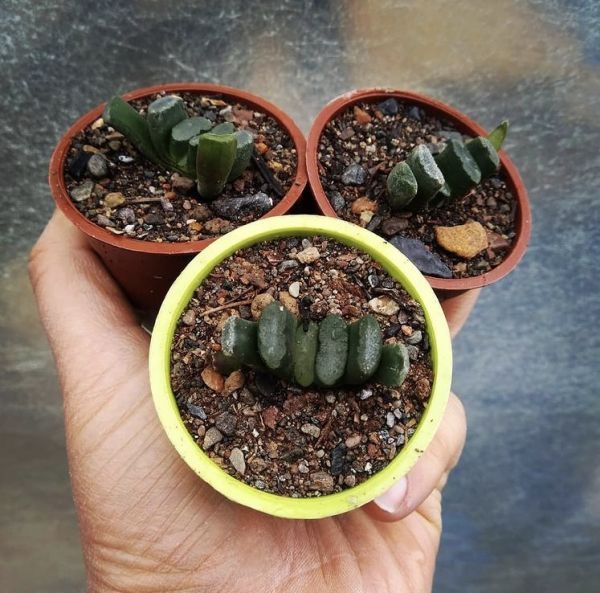 Haworthia truncata (Хавортия Трунката)