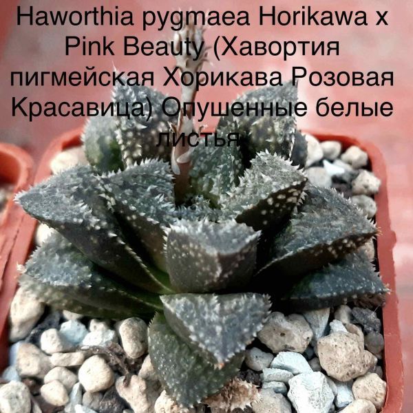 Haworthia pygmaea Horikawa x Pink Beauty (Хавортия пигмейская Хорикава Розовая Красавица) Опушенные белые листья.