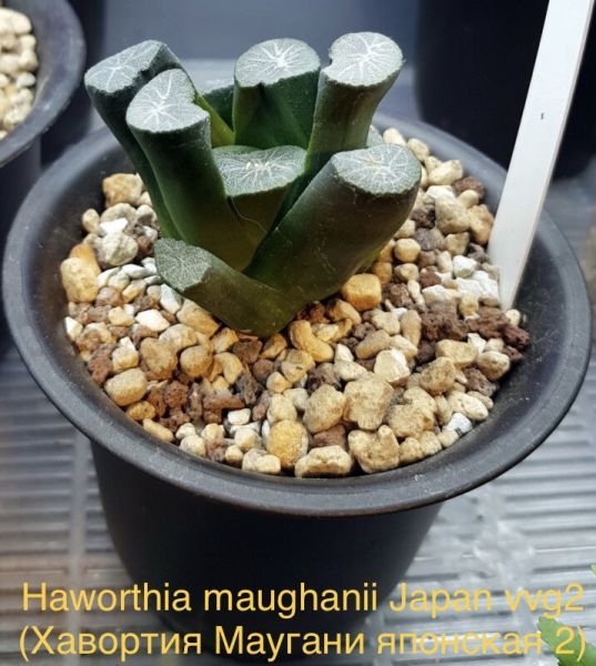 Haworthia maughanii Japan vvg2 (Хавортия Маугани японская 2)