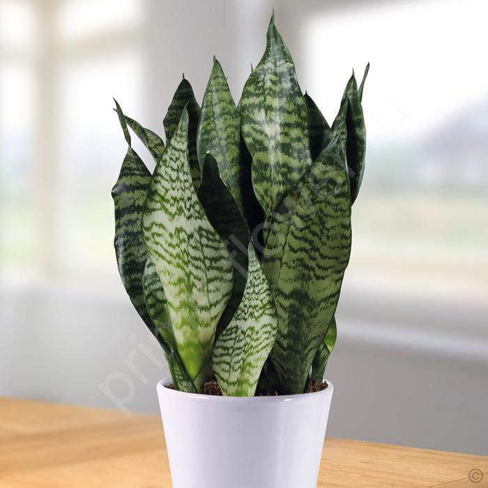 Сансевиерия Зейланика (ZEYLANICA)