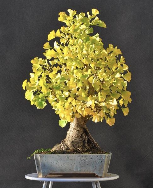 Ginkgo BILOBA или Гинкго Двулопастной