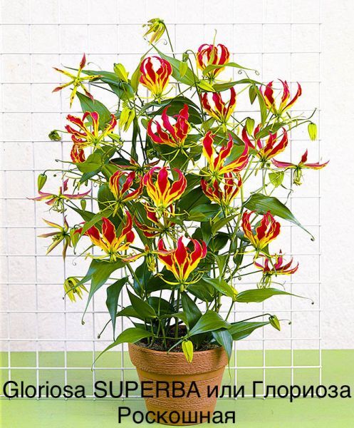 Gloriosa SUPERBA или Глориоза Роскошная