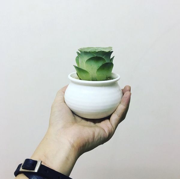 Greenovia AUREA или Гриновия Золотистая