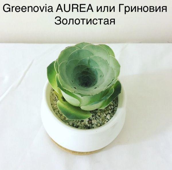 Greenovia AUREA или Гриновия Золотистая