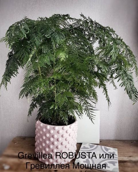 Grevillea ROBUSTA или Гревиллея Мощная