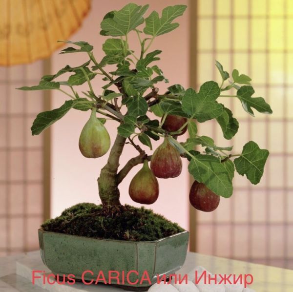 Ficus CARICA или Инжир