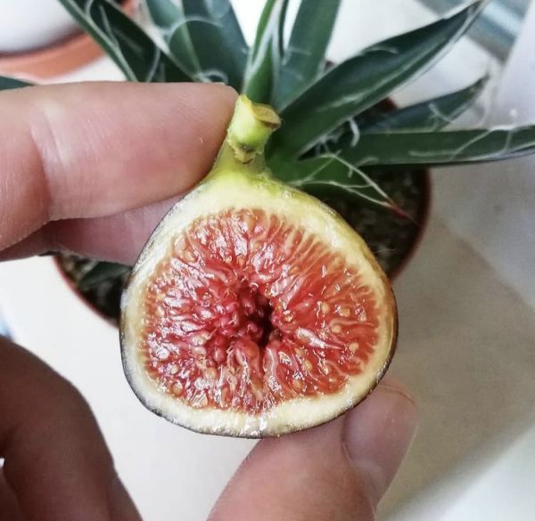 Ficus CARICA или Инжир