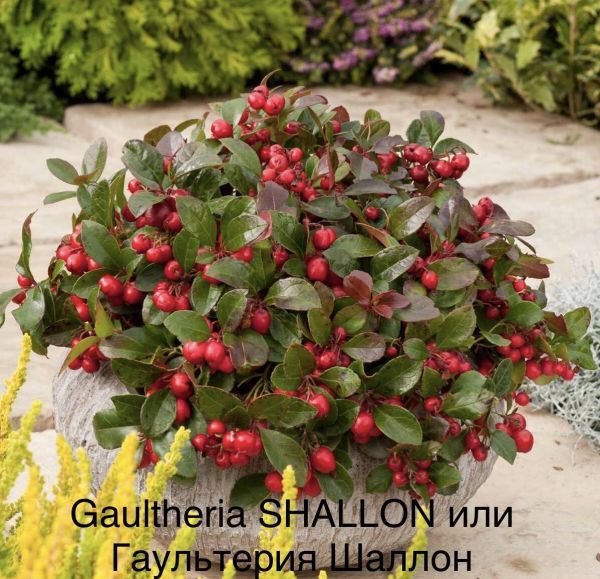 Gaultheria SHALLON или Гаультерия Шаллон