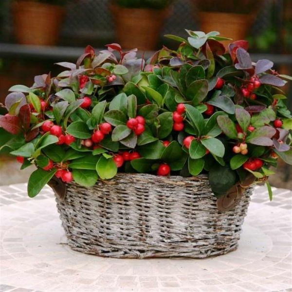 Gaultheria SHALLON или Гаультерия Шаллон