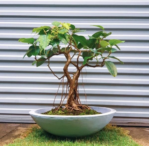 Ficus Religiosa или Фикус Священный