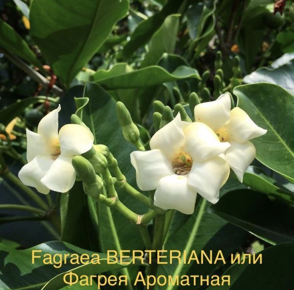 Fagraea BERTERIANA или Фагрея Ароматная