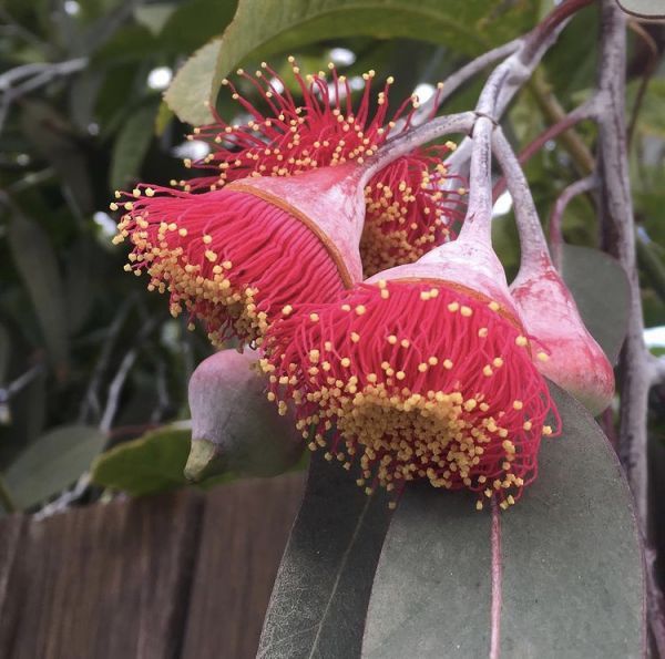 Eucalyptus CAESIA или Эвкалипт Цезия