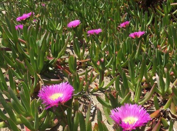 Carpobrotus aequilaterus (Карпобротус Аэкюилатэрус)