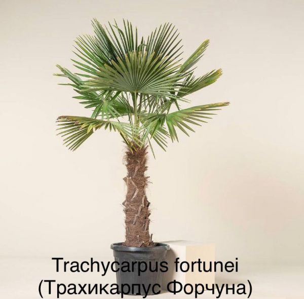 Trachycarpus fortunei (Трахикарпус Форчуна)