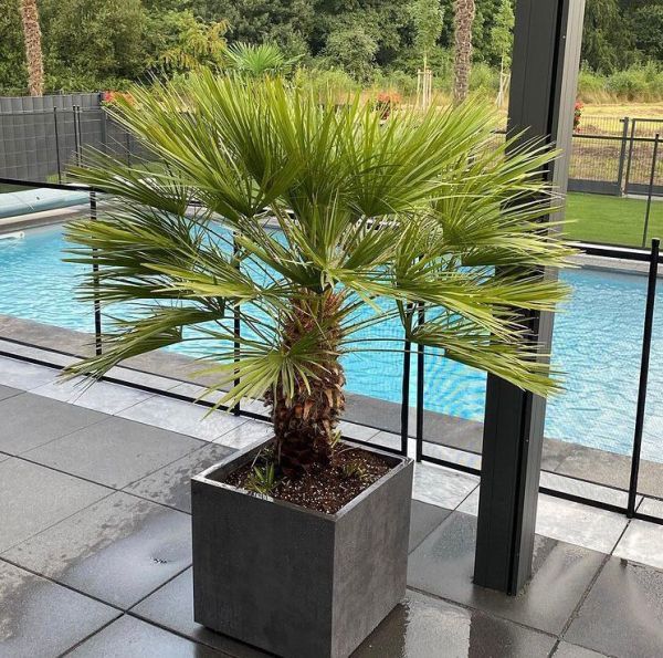 Chamaerops humilis (Хамеропс Приземистый)