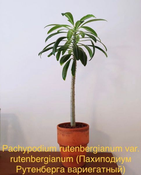 Pachypodium rutenbergianum var. rutenbergianum (Пахиподиум Рутенберга вариегатный)