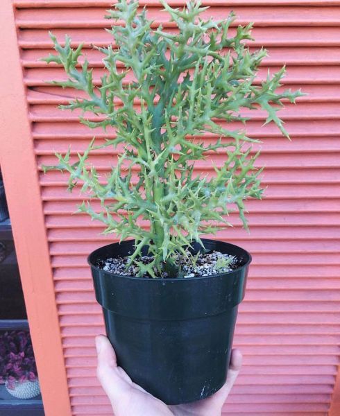 Euphorbia stenoclada (Эуфорбия узковеточная)