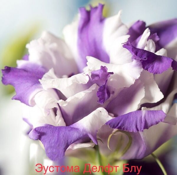 Эустома Делфт Блу