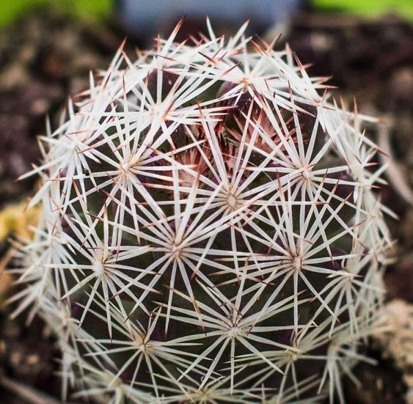 Escobaria hesteri (Эскобария Эстер)