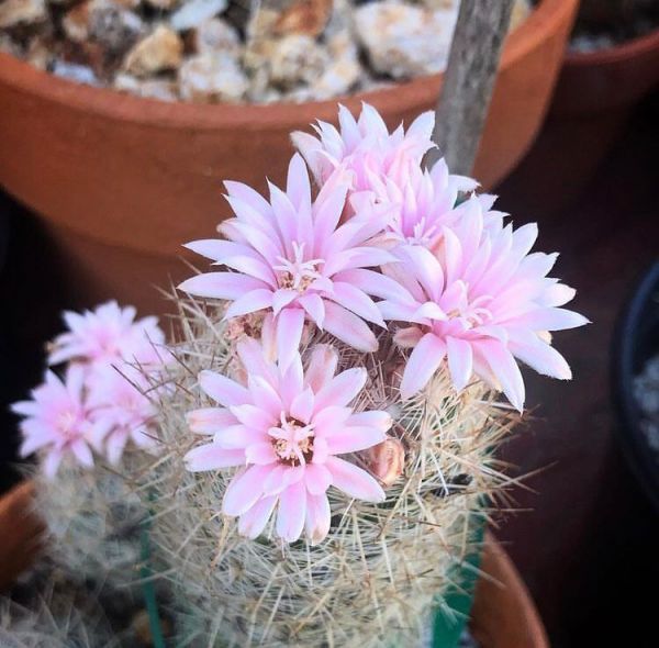 Escobaria tuberculosa (Эскобария туберкулезная)