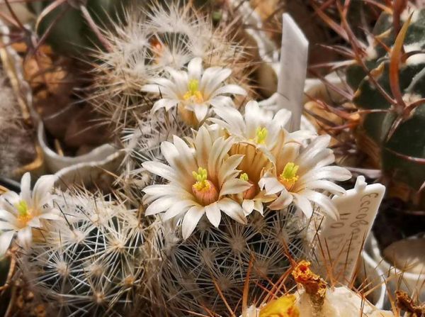 Escobaria zilziana (Эскобария зильцианская)