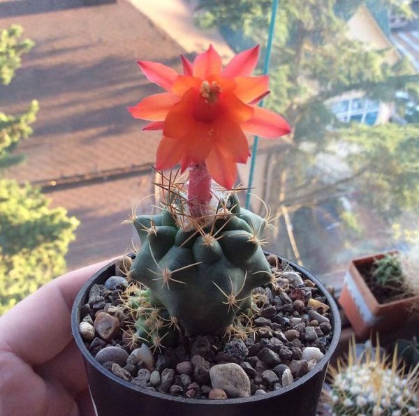 Matucana paucicostata (Матукана малоребристая)